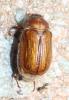 Amphimallon solstitiale